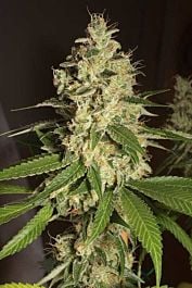 Humboldt Seeds Raspberry Diesel Feminized