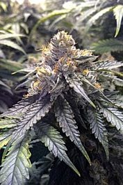 Humboldt Seeds Bubba's Gift Feminized