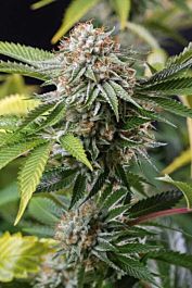 Humboldt Seeds Mango Sapphire Feminized