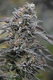 Humboldt Seeds Black D.O.G. Feminized