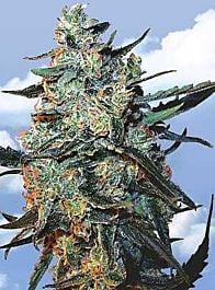 Flying Dutchmen Female Mix Feminised