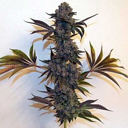 Connoisseur Genetics Seedbank OG Chem Cookies Regular