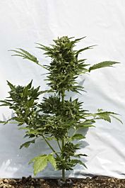 Dutch Passion Taiga Autoflowering Feminised