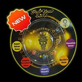 Green House Company Sativa Mix Feminised