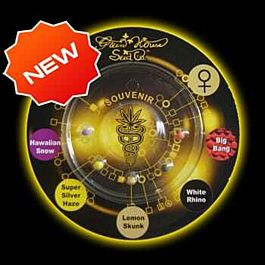 Green House Company Sativa Indica Mix C Feminised