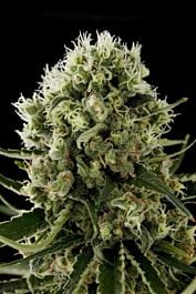 Dinafem Critical Jack Feminised