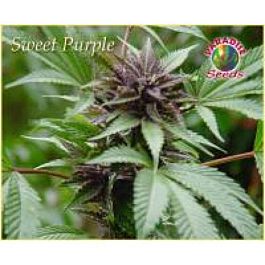 Paradise Seeds Sweet Purple Feminised