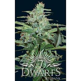 The 7 Dwarfs Colossus Auto-flowering Feminised