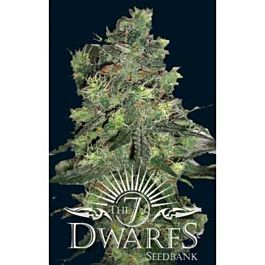 The 7 Dwarfs Goliath Auto-flowering Feminised