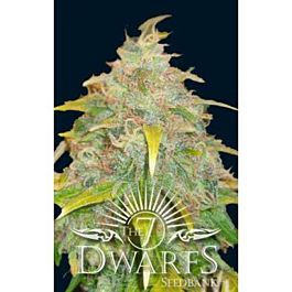 The 7 Dwarfs Trojan Auto-flowering Feminised