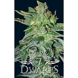 The 7 Dwarfs Gigantes Auto-flowering Feminised