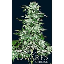 The 7 Dwarfs Cyclops Auto-flowering Feminised