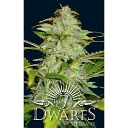 The 7 Dwarfs Titan Auto-flowering Feminized