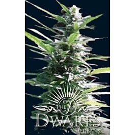 The 7 Dwarfs Hercules Auto-Flowering Feminised