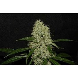 Alpine Seeds OG Kush Mix (5 Feminised Seeds + 1 regular)