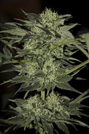 Seedsman Auto Blue Feminised