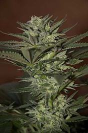 Seedsman Auto Mini Gun Feminised