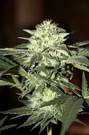 Seedsman Automatic White Moscow Feminized