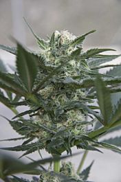 Seedsman Auto Kush Feminised