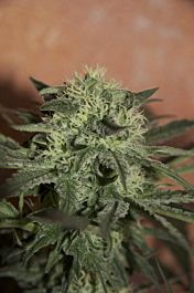 Seedsman Auto Lemon Feminised