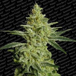 Paradise Seeds ALLKUSH formerly Sheherazade Feminised