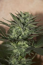 Seedsman Auto Great White Feminised