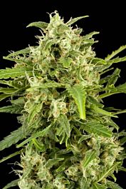 Dinafem Critical + Automatic Feminised
