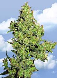 Flying Dutchmen Flying Dragon Feminised