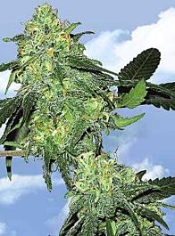 Flying Dutchmen Skunk Classic Feminised