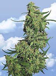 Flying Dutchmen Nepal Kush Feminised
