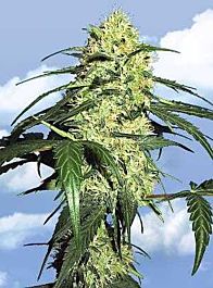 Flying Dutchmen Dutch Delight Feminised