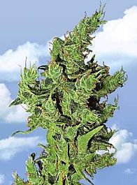 Flying Dutchmen Amsterdam Mist Feminised