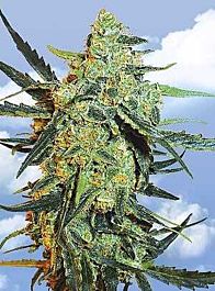 Flying Dutchmen Blueberry Skunk Feminised