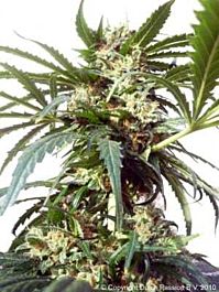 Dutch Passion Polarlight #2 Autoflowering Feminised