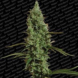 Paradise Seeds Atomical Haze Feminised