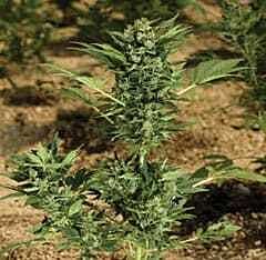 Paradise Seeds Automaria Autoflowering Feminised