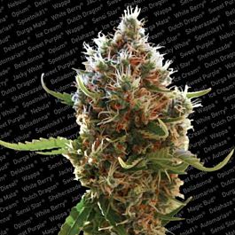 Paradise Seeds Lucid Bolt Feminised