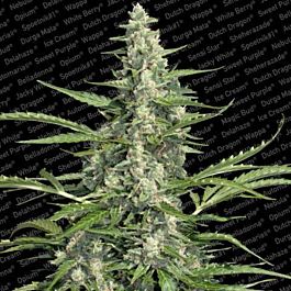 Paradise Seeds Pandora Autoflowering Feminised