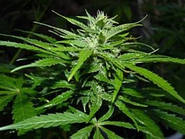 Seedsman Skunk Haze Regular