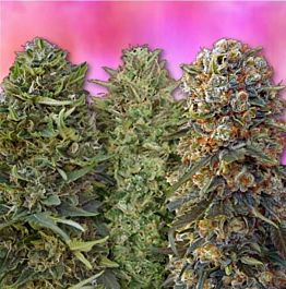 00 Seeds 00 Female Collection #4