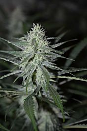 Super Strains Automatic Fini Feminized