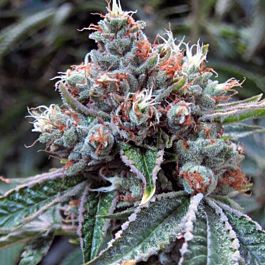 BC Bud Depot Fire OG BX3 Regular