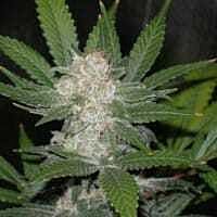 Reeferman Seeds Fire OG Kush Feminised