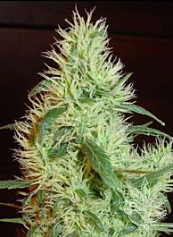Homegrown Fantaseeds White Widow Regular