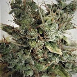 Original Delicatessen Seeds First Lady Feminized