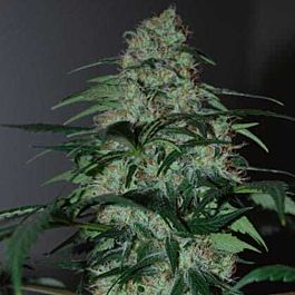 Black Skull Seeds Five-O Feminized