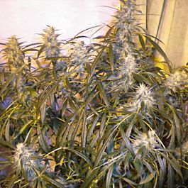 Flash Auto-Flowering Seeds Number One Autoflowering Feminized