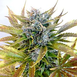 Flash Auto-Flowering Seeds Super Blueberry Haze Auto Regular