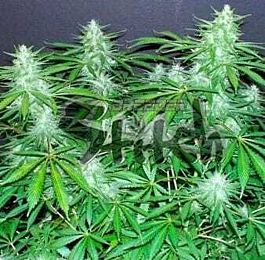 Flash Auto-Flowering Seeds Bubble Hash Auto Feminized