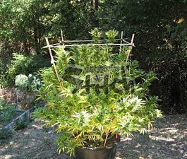 Flash Auto-Flowering Seeds Octopussy Auto Feminized